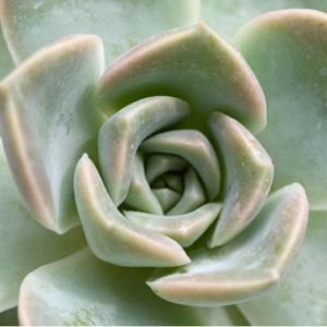 succulent succulent